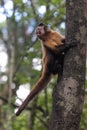 Tufted capuchin (Cebus apella)