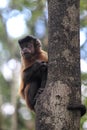 Tufted capuchin (Cebus apella) Royalty Free Stock Photo