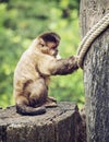 Tufted capuchin (Cebus apella) sitting on the tree stump, animal Royalty Free Stock Photo