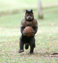 Tufted Capuchin with a coconut Royalty Free Stock Photo