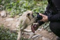 Tufted capuchin Large-headed capuchin and camera woman in Yungas, Coroico, Bolivia