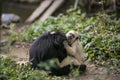 Tufted capuchin Large-headed capuchin and black faced spider monkey in Yungas, Coroico, Bolivia