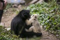 Tufted capuchin Large-headed capuchin and black faced spider monkey in Yungas, Coroico, Bolivia