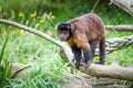 Tufted Capuchin Monkey also known as brown capuchin Royalty Free Stock Photo