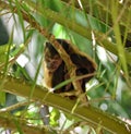 Tufted Capuchin Monkey, Bamboo Cathedral, Chaguaramas, Trinidad and Tobago