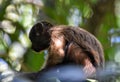 Tufted Capuchin Monkey, Bamboo Cathedral, Chaguaramas, Trinidad and Tobago