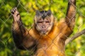Tufted Capuchin Royalty Free Stock Photo