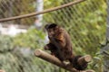 Tufted capuchin monkey Royalty Free Stock Photo