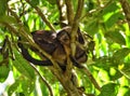 Tufted Capuchin Monkey, Bamboo Cathedral, Chaguaramas, Trinidad and Tobago Royalty Free Stock Photo