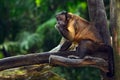 Tufted capuchin monkey