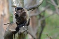 Tufted Capuchin Monkey in a Tree Eating Royalty Free Stock Photo