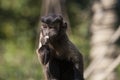 Tufted capuchin eating food on top of a tree Royalty Free Stock Photo