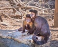 Tufted capuchin, Sapajus apella. Exotic monkeys in the Monkey Forest in Yodfat, Israel. Natural conditions for freely moving Royalty Free Stock Photo