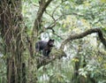 Tufted Capuchin in a tree