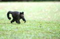 Tufted Capuchin Royalty Free Stock Photo