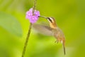 Tufted Coquette, colourful hummingbird with orange crest and collar in the green and violet flower habitat. Bird flying next to pi