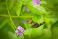 Tufted Coquette, colourful hummingbird with orange crest and collar in the green and violet flower habitat. Bird flying next to pi