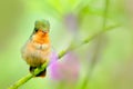 Tufted Coquette, colourful hummingbird with orange crest and collar in the green and violet flower habitat. Bird flying next to pi