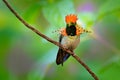 Tufted Coquette, colourful hummingbird with orange crest and collar in the green and violet flower habitat. Bird flying next to pi