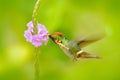 Tufted Coquette, colourful hummingbird with orange crest and collar in the green and violet flower habitat. Bird flying next to pi