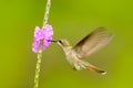 Tufted Coquette, colourful hummingbird with orange crest and collar in the green and violet flower habitat. Bird flying next to