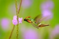 Tufted Coquette, colourful hummingbird with orange crest and collar in the green and violet flower habitat. Bird flying next to