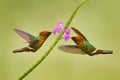 Tufted Coquette, colourful hummingbird with orange crest and collar in the green and violet flower habitat. Bird flying next to