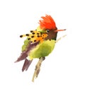 Tufted Coquette Hummingbird Watercolor Exotic Bird Illustration Hand Drawn Royalty Free Stock Photo