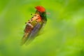 Tufted Coquette, Lophornis ornatus, colourful hummingbird with orange crest and collar in the green and violet flower habitat,