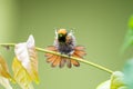 A Tufted Coquette Lophornis ornatus hummingbird stretching