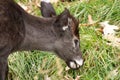 Tufted Deer