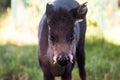 Tufted deer front face photo