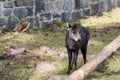 Tufted deer posing on a spring day