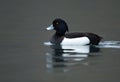 Tufted duck