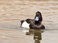 The Tufted Duck