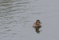 Tufted Duck