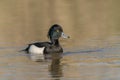 Tufted Duck Anatidae at a small lake.
