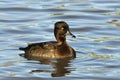 Tufted Duck - Aythya fuligula