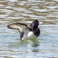 The tufted duck, Aythya fuligula, a diving duck spreading its wings on water on a Lake at Munich Royalty Free Stock Photo