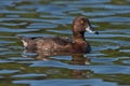 Tufted Duck swim on the lake Royalty Free Stock Photo