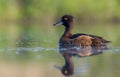 Tufted Duck - Aythya fuligula - female Royalty Free Stock Photo