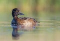 Tufted Duck - Aythya fuligula - female