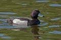 Tufted Duck swim on the lake Royalty Free Stock Photo