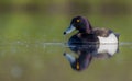 Tufted Duck - Aythya fuligula - male Royalty Free Stock Photo