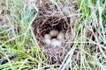 Tufted duck (Aythya fuligula) nest