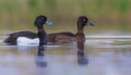 Tufted Duck - Aythya fuligula - pair Royalty Free Stock Photo