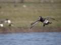 Tufted duck, Aythya fuligula