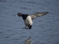 Tufted duck, Aythya fuligula