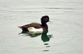 Wild Male Tufted duck in lake