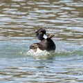 The tufted duck, Aythya fuligula, a diving duck spreading its wings on water on a Lake at Munich Royalty Free Stock Photo